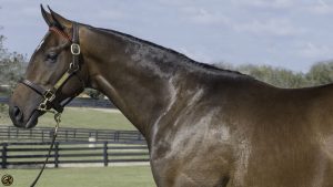Eddie Woods OBS Mar 2022 2yos Malibu Moon-Leaveinthedust 20c presale Purchased at the OBS March Sale and available as part of the Twin Oaks LLC thoroughbred racing partnership.