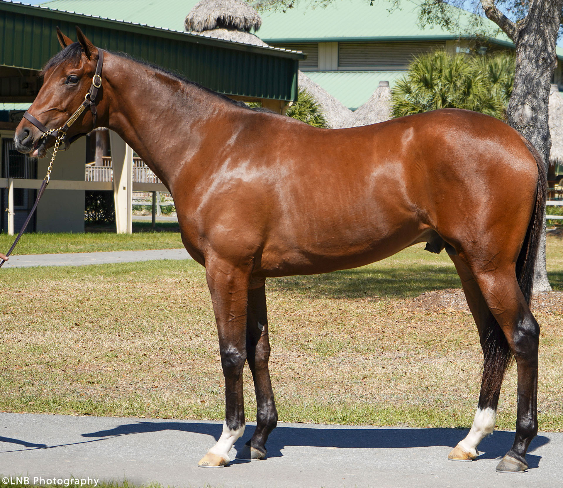 War Officer, a War Front colt out of the stakes placed Galileo mare Claire de Lune. Purchased at the OBS March Sale and available as part of the Twin Oaks LLC thoroughbred racing partnership.