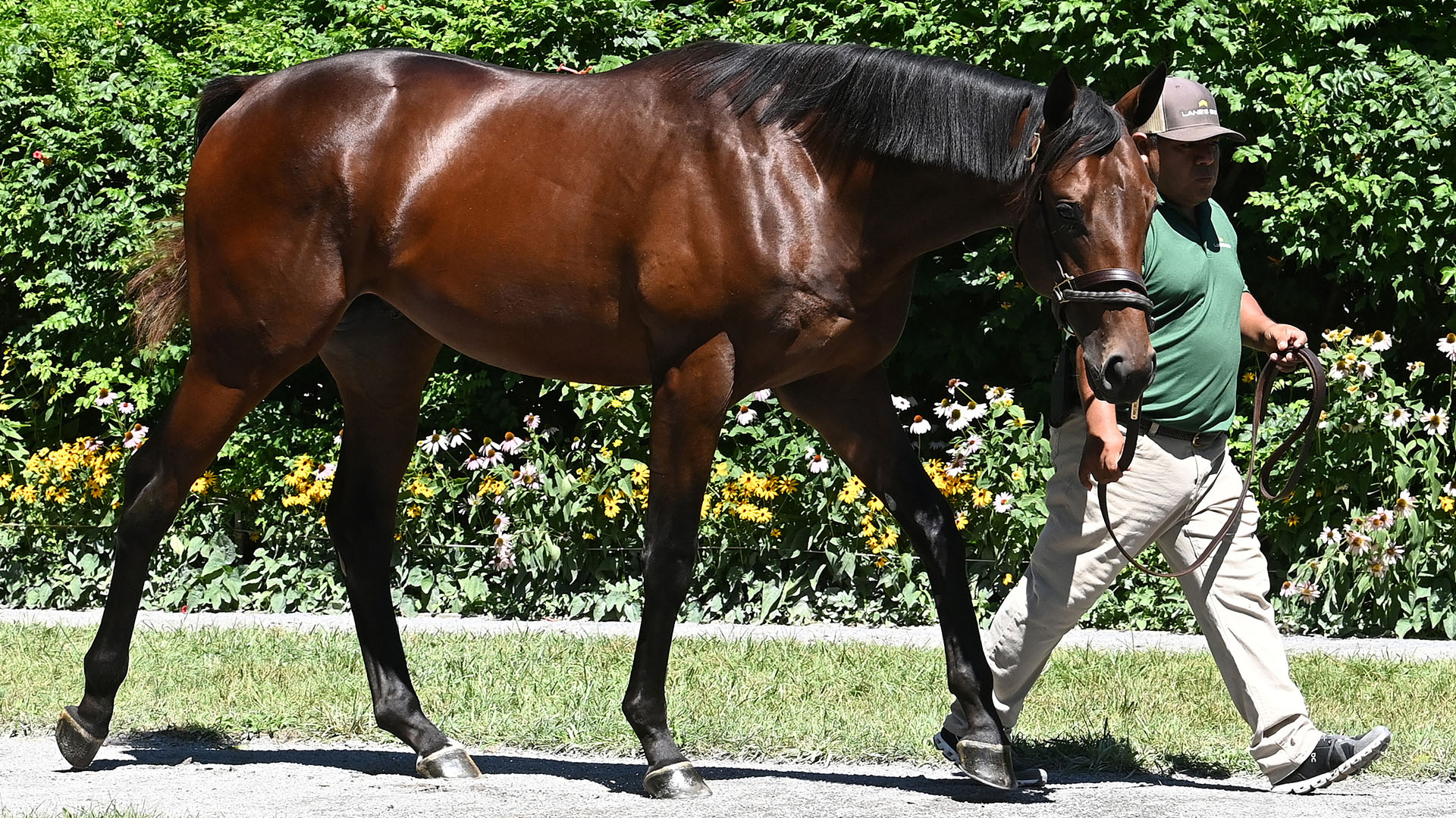 City of Light colt out of Legal Tender purchased at the 101st Fasig-Tipton Saratoga Sale and available as the 2022 Cheval LLC thoroughbred racing partnership.