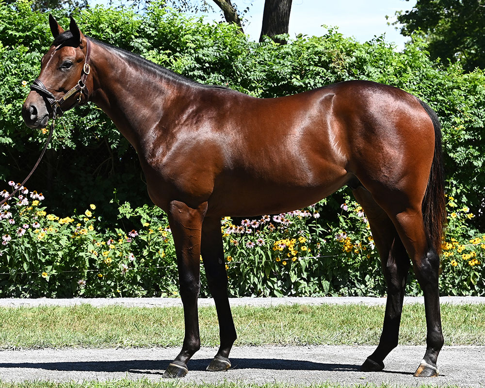 City of Light colt out of Legal Tender purchased at the 101st Fasig-Tipton Saratoga Sale and available as the 2022 Cheval LLC thoroughbred racing partnership.