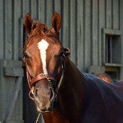 Timaeus, a Malibu Moon - Lost Empire (Empire Maker) colt purchased at the OBS April Sale and available as part of the Stellar, LLC thoroughbred racing partnership. He is shown at Saratoga Race Course in August of 2022.