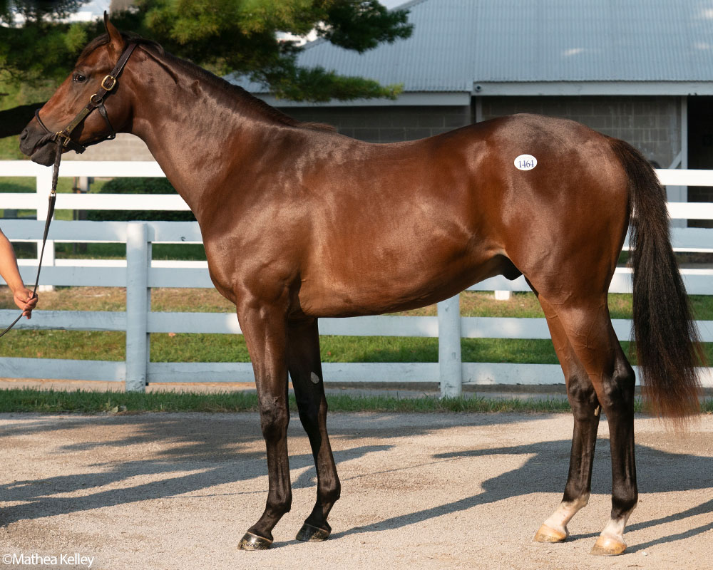 Good Magic colt out of Joyeria, by Medaglia d'Oro, purchased at the prestigious Keeneland September Sale and available in a thoroughbred racing partnership as the 2022 Hamilton, LLC.