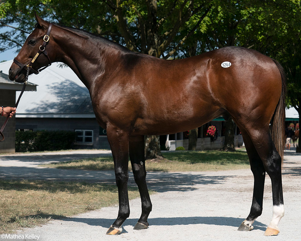 Mitole colt out of Waltzing, by Candy Ride, purchased at the prestigious Keeneland September Sale and available in a thoroughbred racing partnership as the 2022 Hamilton, LLC.