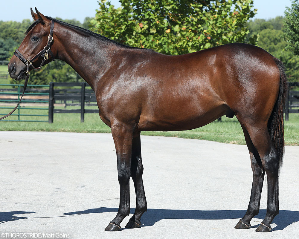 Waitlist, a Not This Time colt out of Grandezza, by Scat Daddy, purchased at the prestigious Keeneland September Sale and available in a thoroughbred racing partnership as the 2022 Hamilton, LLC.