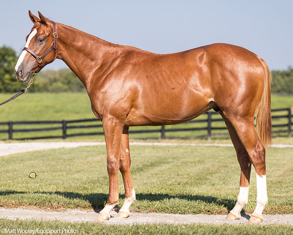 Preservationist colt out of Lifetime Memory, by Istan, purchased at the prestigious Keeneland September Sale and available in a thoroughbred racing partnership as the 2022 Preservationist, LLC.