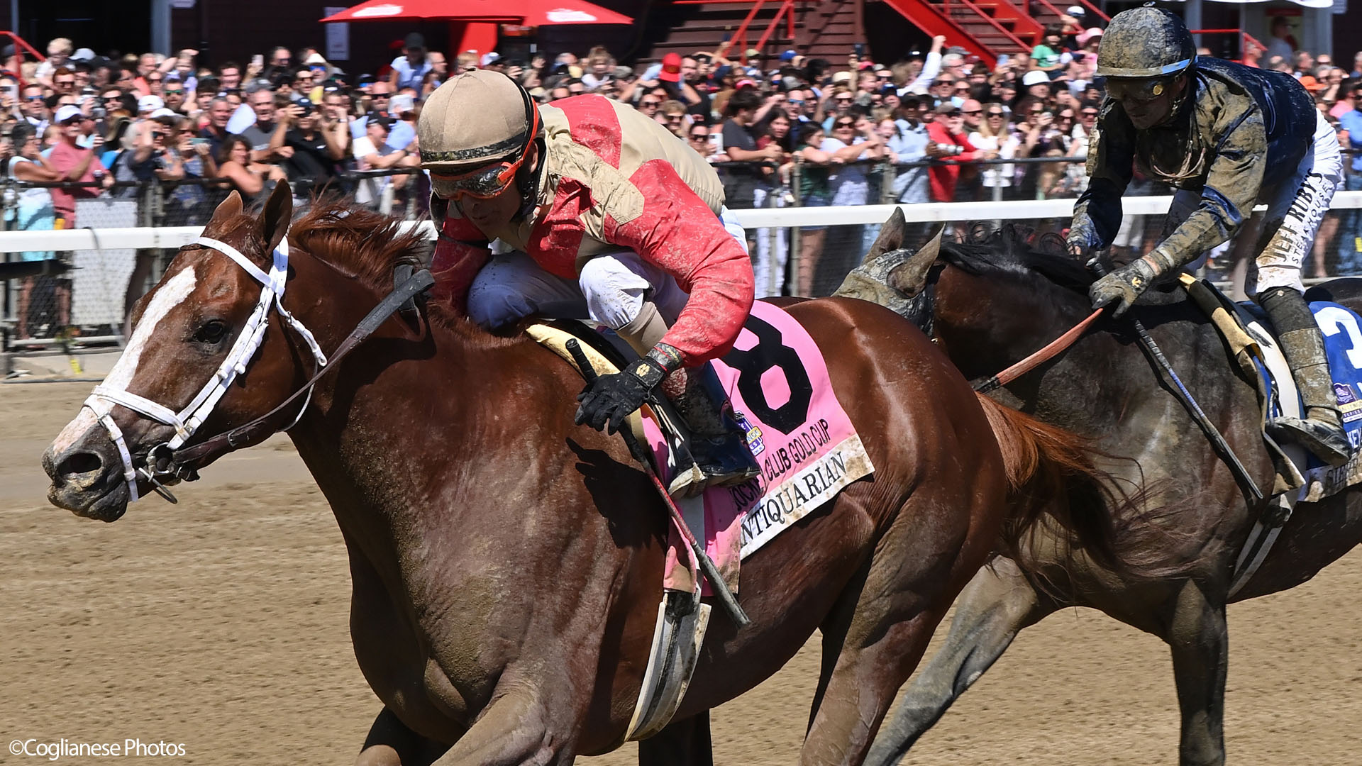 Antiquarian (Preservationist - Lifetime Memory, by Istan), the 2022 Preservationist LLC Thoroughbred racing partnership through Centennial Farms, winner of the G1 Jockey Club Gold Cup at Saratoga, a Win And You're In Race for the Breeders' Cup Classic.