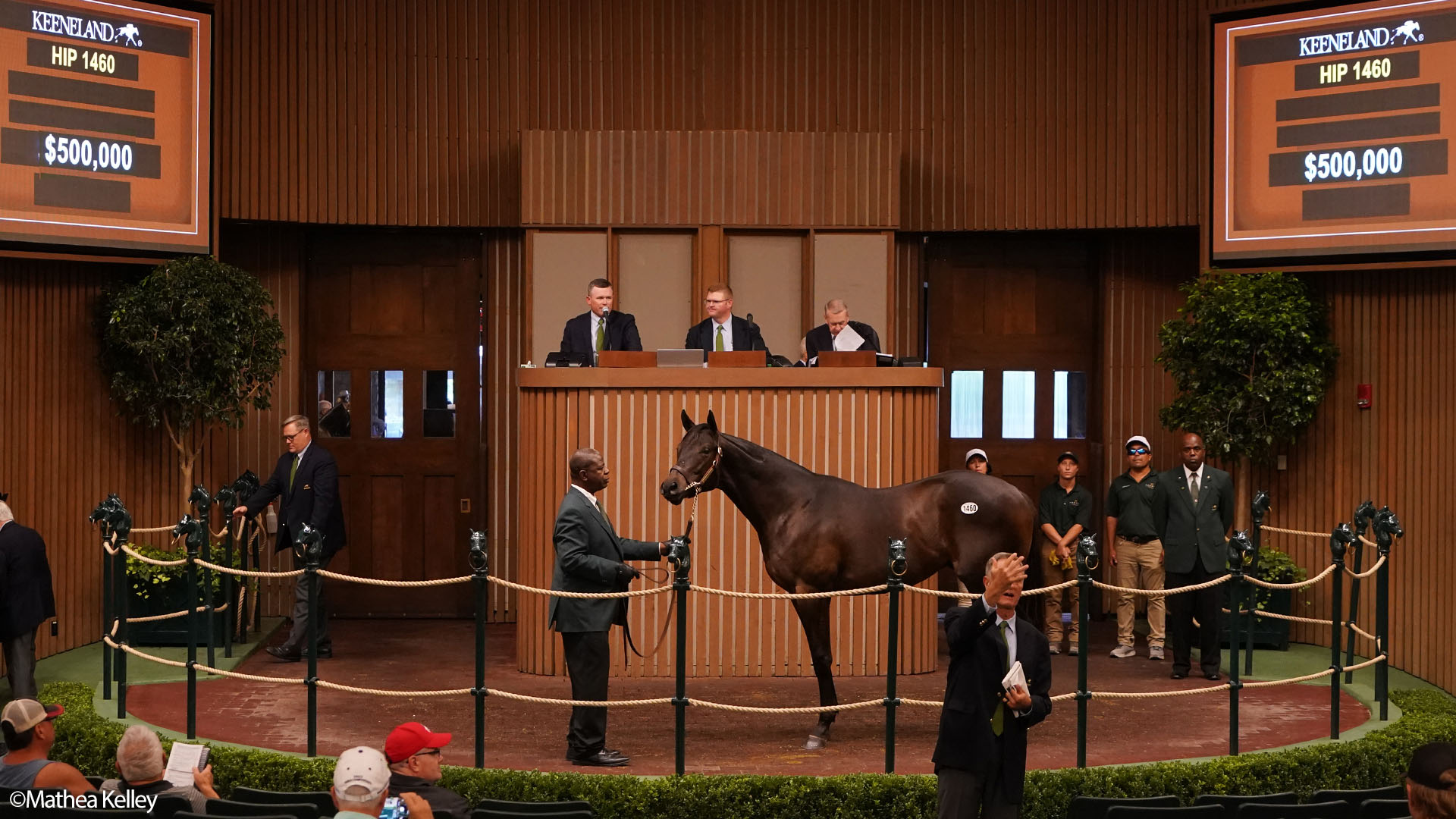 City of Light colt out of I Still Miss You, by Majestic Warrior, purchased at the prestigious Keeneland September Sale and available in a thoroughbred racing partnership as the 2022 Hamilton, LLC.