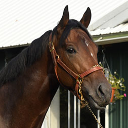 Escalation, a Violence colt out of the Bernardini mare Tia Rafaela, purchased at the Keeneland September Sale and part of the Elmont thoroughbred racing partnership. Pictured at the Belmont Park.