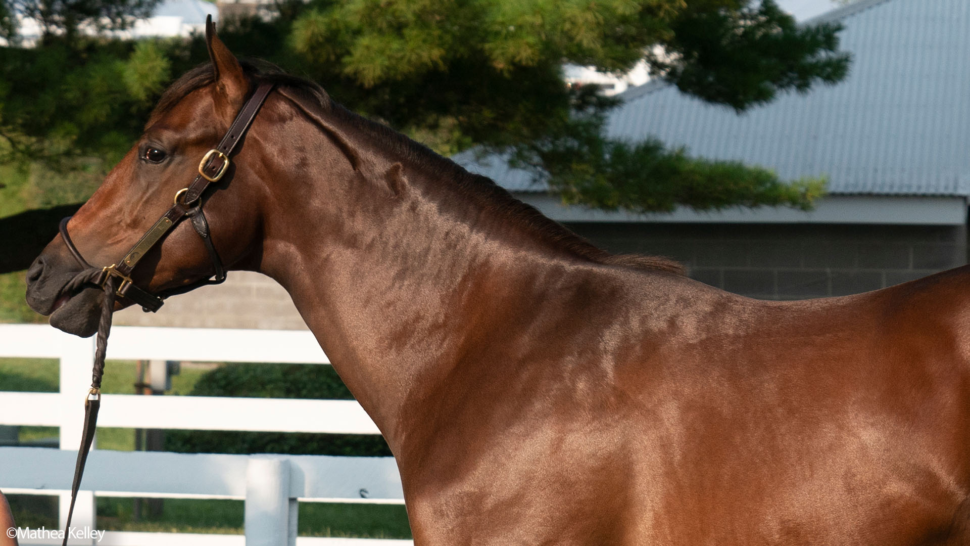 Good Magic colt out of Joyeria, by Medaglia d'Oro, purchased at the prestigious Keeneland September Sale and available in a thoroughbred racing partnership as the 2022 Hamilton, LLC.