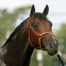 Orion's Way, a Liam's Map colt out of the multiple winner and stakes producing A. P. Indy mare Star Torina. Purchased at the OBS March Sale and part of the Twin Oaks LLC thoroughbred racing partnership. Pictured at Saratoga Race Course, copyright Barbara Livingston.