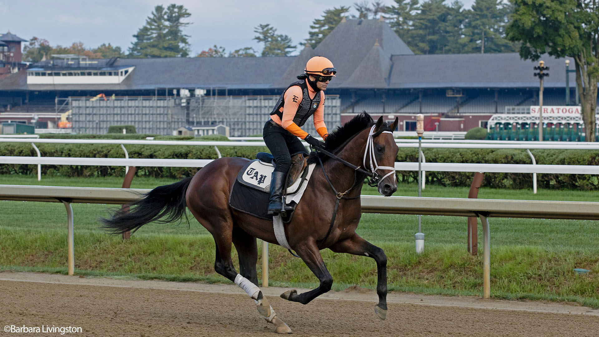 Orion's Way, a Liam's Map colt out of the multiple winner and stakes producing A. P. Indy mare Star Torina. Purchased at the OBS March Sale and part of the Twin Oaks LLC thoroughbred racing partnership. Pictured at Saratoga Race Course, copyright Barbara Livingston.