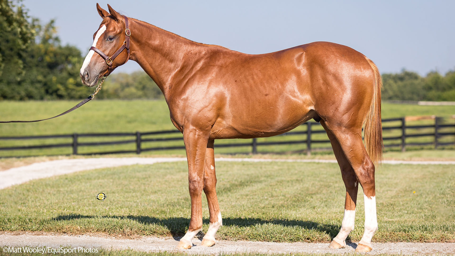 Preservationist colt out of Lifetime Memory, by Istan, purchased at the prestigious Keeneland September Sale and available in a thoroughbred racing partnership as the 2022 Preservationist, LLC.