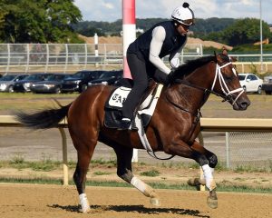 Litigate, a Blame colt out of the Mineshaft mare Salsa Diavola, purchased at the Keeneland September Sale and part of the Elmont thoroughbred racing partnership. Pictured at Belmont Park.