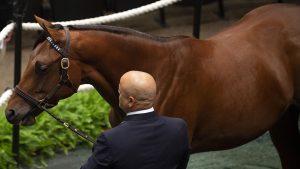 A colt by Street Sense out of the Honor Code made Pure Poison purchased at the 2023 Fasig-Tipton Saratoga Sale and available as the 2023 Madison, LLC thoroughbred racing partnership.