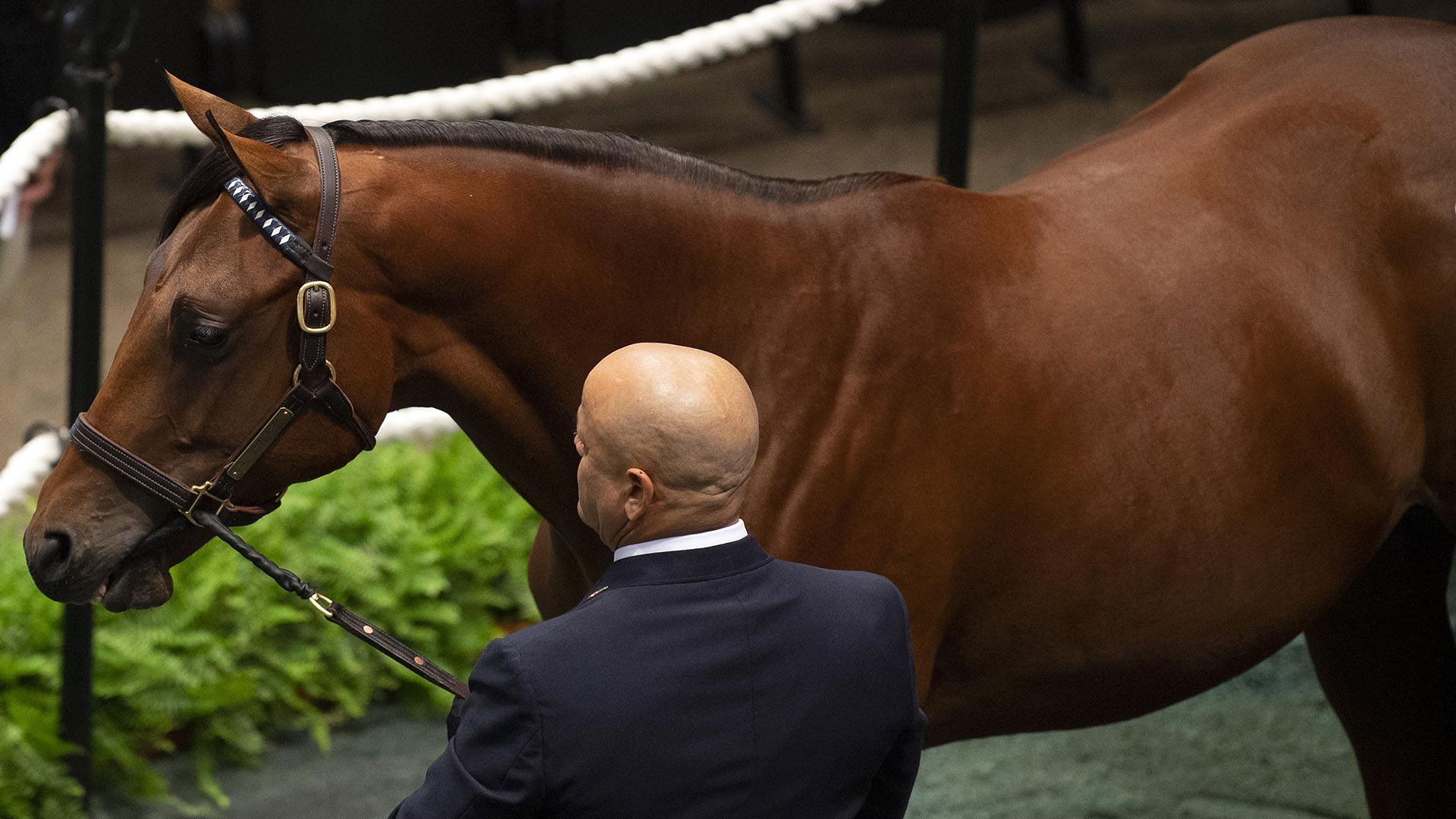 A colt by Street Sense out of the Honor Code made Pure Poison purchased at the 2023 Fasig-Tipton Saratoga Sale and available as the 2023 Madison, LLC thoroughbred racing partnership.
