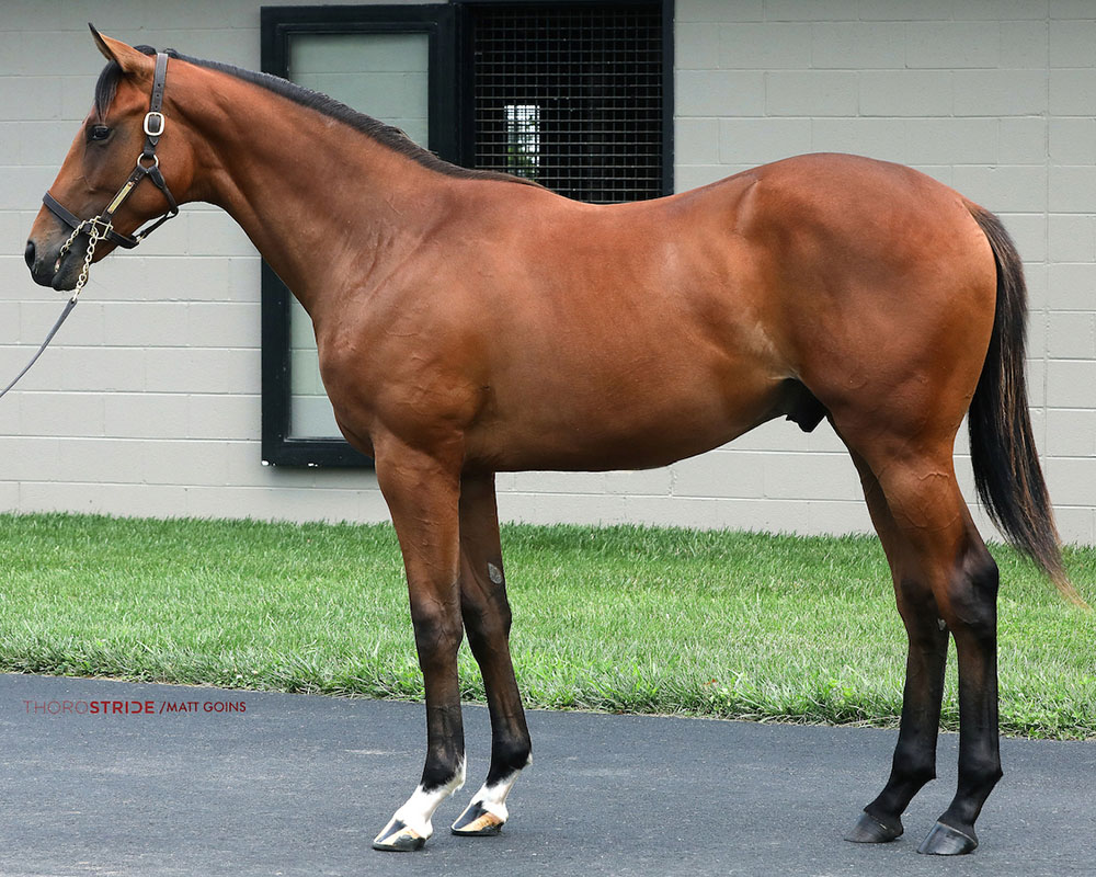 A colt by Street Sense out of the Honor Code made Pure Poison purchased at the 2023 Fasig-Tipton Saratoga Sale and available as the 2023 Madison, LLC thoroughbred racing partnership.