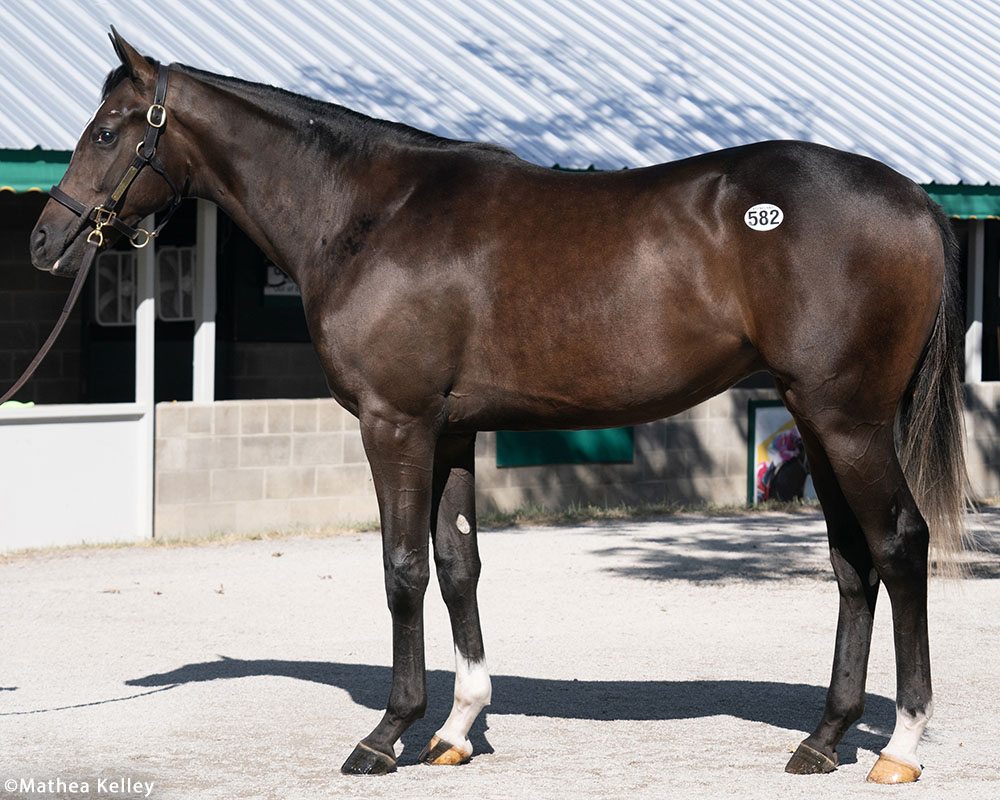 Tiz the Law colt out of Katie's Keepsake, by Medaglia d'Oro, purchased at the prestigious Keeneland September Sale and available in a thoroughbred racing partnership as the 2023 Gold Star, LLC.