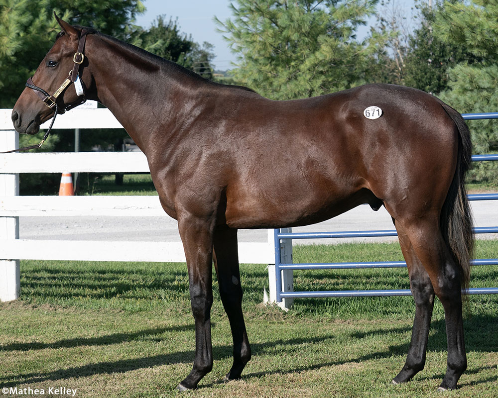 Street Sense colt out of Puzzling, by Ghostzapper, purchased at the prestigious Keeneland September Sale and available in a thoroughbred racing partnership as the 2023 Gold Star, LLC.