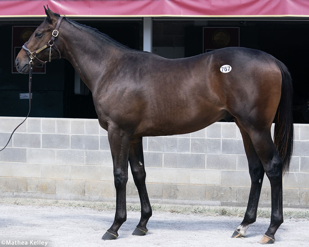 Nyquist colt out of Year of Promise, by Gio Ponti, purchased at the prestigious Keeneland September Sale and available in a thoroughbred racing partnership as the 2023 Gold Star, LLC.