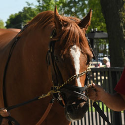Timaeus, a son of Malibu Moon and Lost Empire (by Empire Maker), pictured at Belmont Park prior to his career debut.