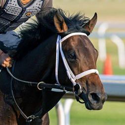 Waitlist, a Not This Time colt out of Grandezza, by Scat Daddy, purchased at the prestigious Keeneland September Sale and available in a thoroughbred racing partnership as the 2022 Hamilton, LLC.