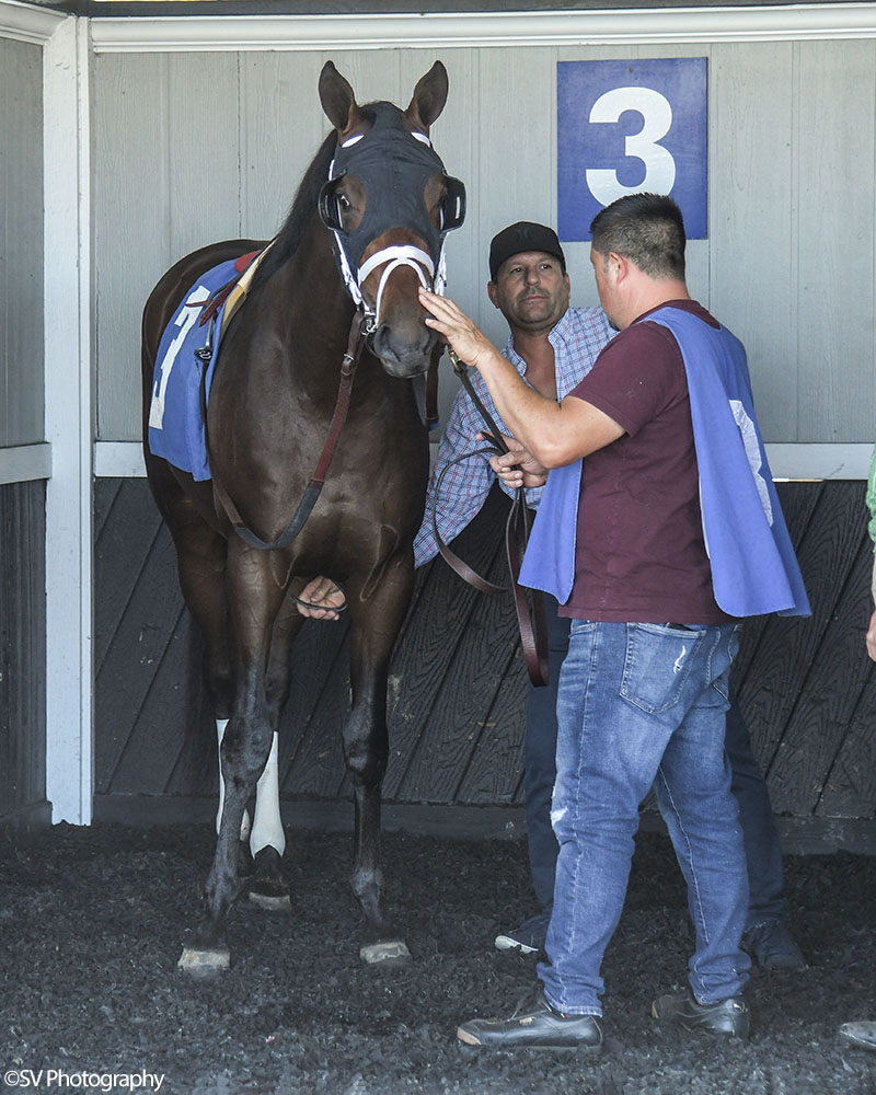 Waitlist in the paddock at Tampa Bay Downs prior to his winning career debut. SV Photography.