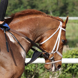 Timaeus (Malibu Moon - Lost Empire) at Palm Beach Downs in March 2024.