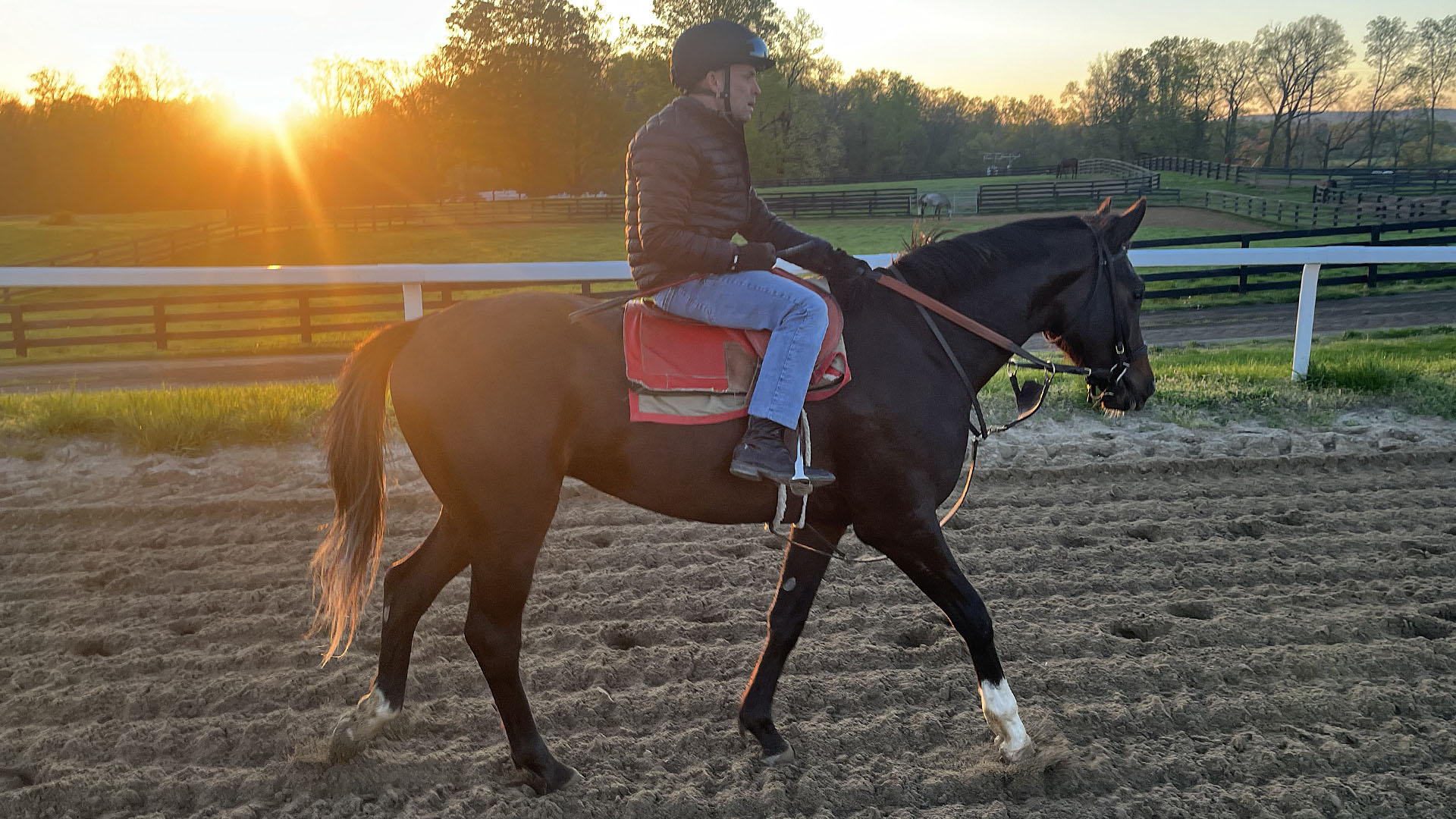 Tiz the Law colt out of Katie's Keepsake, by Medaglia d'Oro, purchased at the prestigious Keeneland September Sale and available in a thoroughbred racing partnership as the 2023 Gold Star, LLC. Pictured at the Middleburg Training Center.