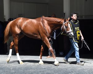 Antiquarian (Preservationist - Lifetime Memory) before his victory in the G3 Peter Pan at Aqueduct's Belmont At The Big A meet.