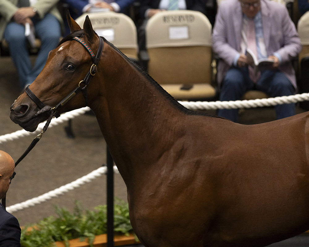 A colt by Charlatan out of the Candy Ride mare Call Me Candy purchased at the Fasig-Tipton Saratoga Sale and available as the Congress Park LLC Thoroughbred racing partnership.