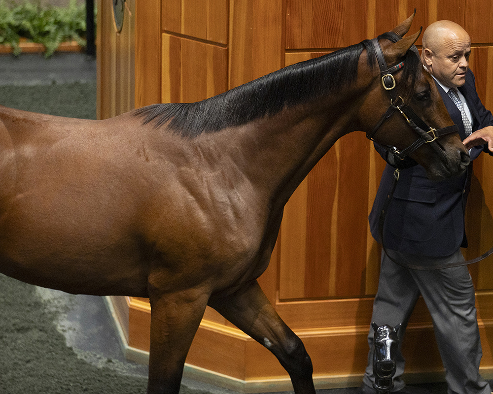 A colt by Charlatan out of the Candy Ride mare Call Me Candy purchased at the Fasig-Tipton Saratoga Sale and available as the Congress Park LLC Thoroughbred racing partnership.