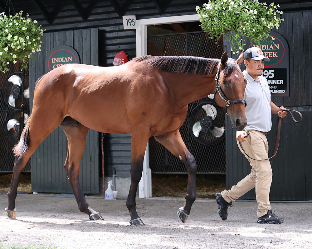 A colt by Charlatan out of the Candy Ride mare Call Me Candy purchased at the Fasig-Tipton Saratoga Sale and available as the Congress Park LLC Thoroughbred racing partnership.