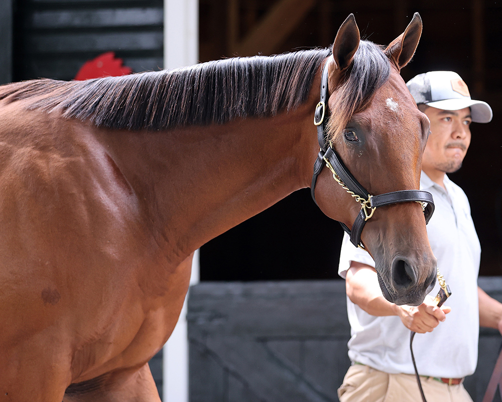 A colt by Charlatan out of the Candy Ride mare Call Me Candy purchased at the Fasig-Tipton Saratoga Sale and available as the Congress Park LLC Thoroughbred racing partnership.