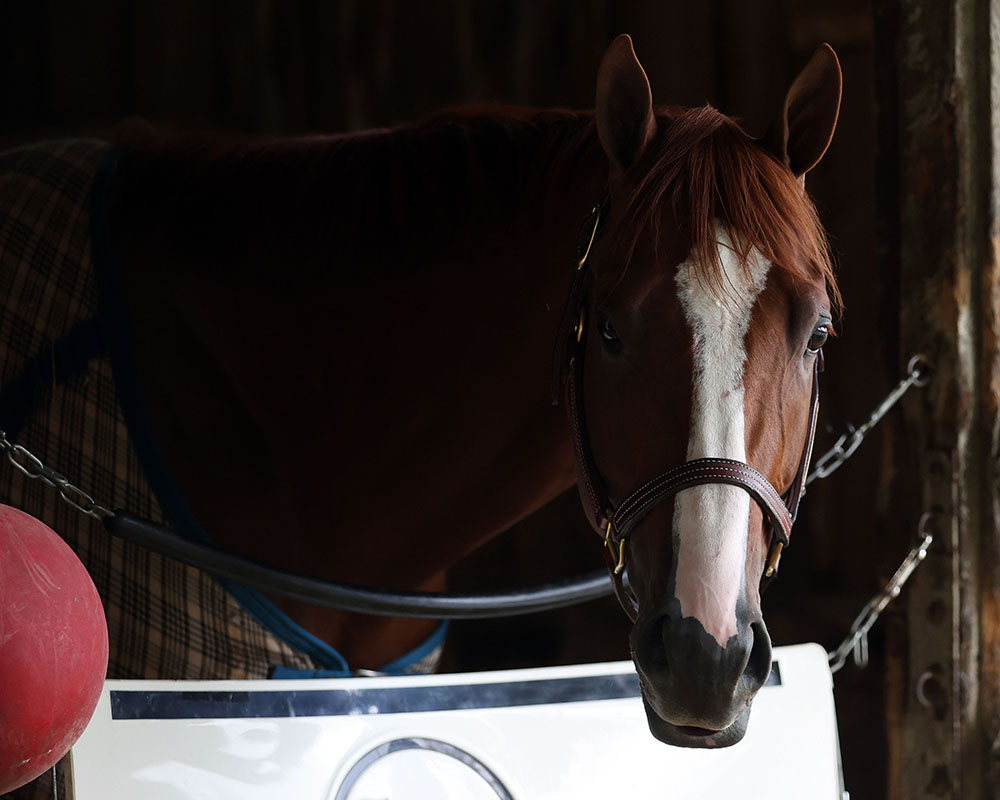 Antiquarian (Preservationist - Lifetime Memory) the morning after the Belmont Stakes.