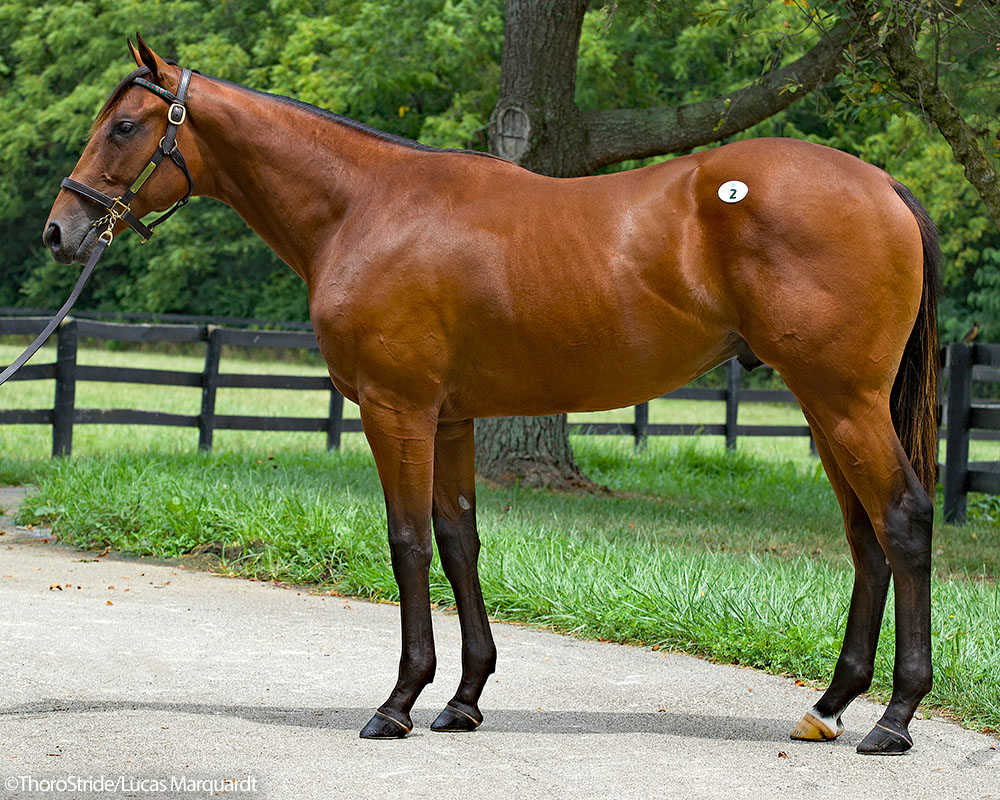 A colt by Charlatan out of the Candy Ride mare Call Me Candy purchased at the Fasig-Tipton Saratoga Sale and available as the Congress Park LLC Thoroughbred racing partnership.