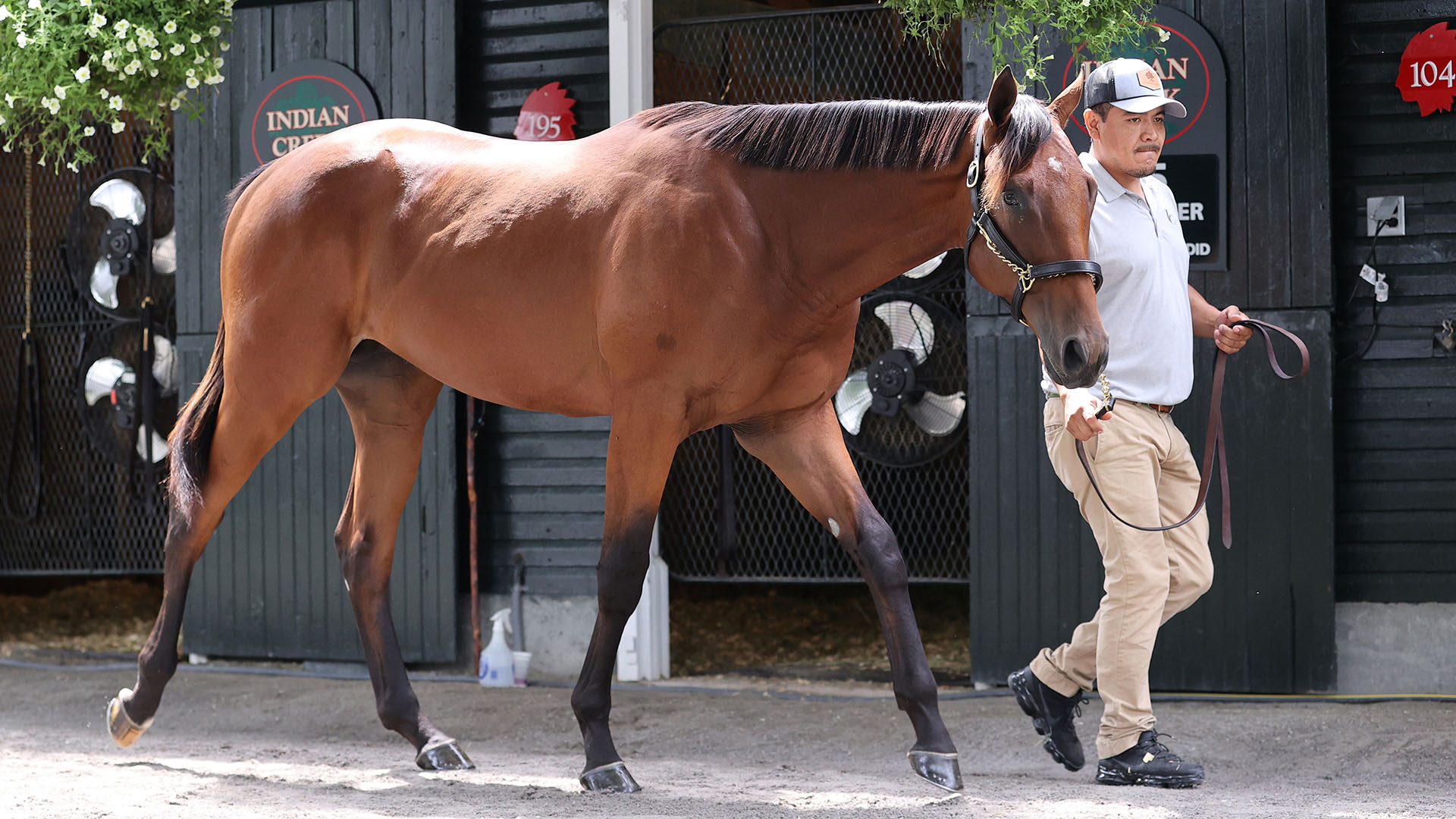 A colt by Charlatan out of the Candy Ride mare Call Me Candy purchased at the Fasig-Tipton Saratoga Sale and available as the Congress Park LLC Thoroughbred racing partnership.