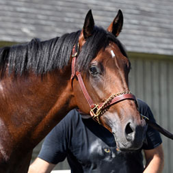 Cipher (Street Sense - Puzzling) at Saratoga Race Course in July 2024.