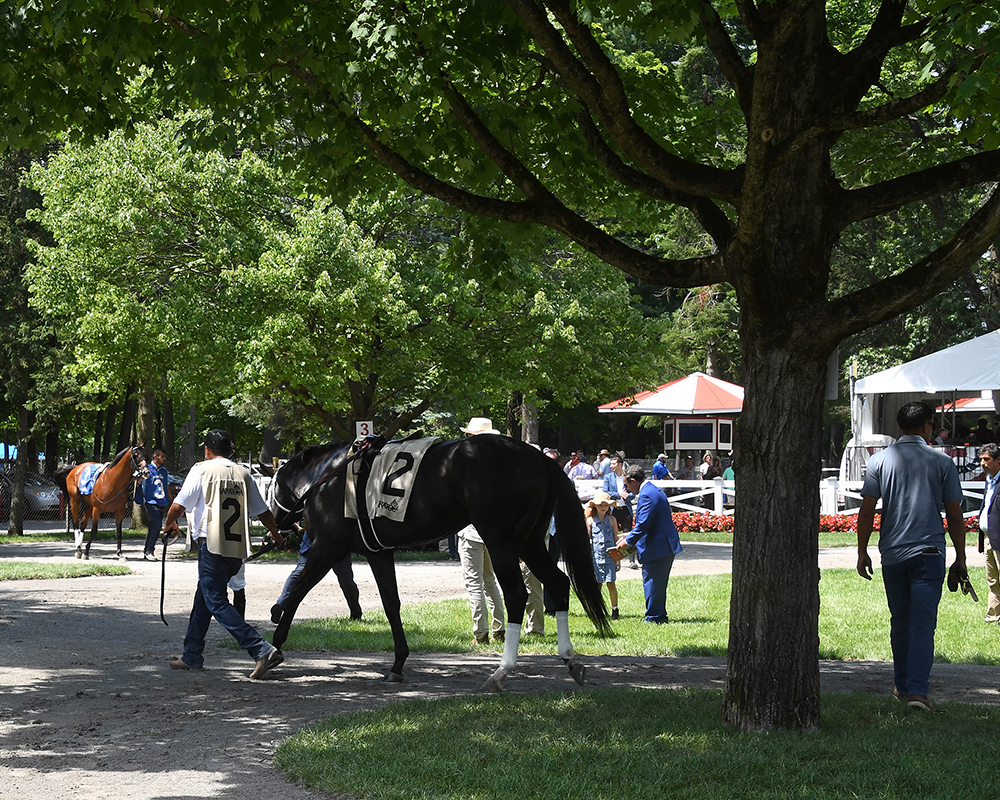 Illuminare (City of Light - I Still Miss You), part of Centennial Farms' 2022 Hamilton LLC Thoroughbred racing partnership, before winning an allowance at Saratoga Race Course with Irad Ortiz, Jr. aboard.