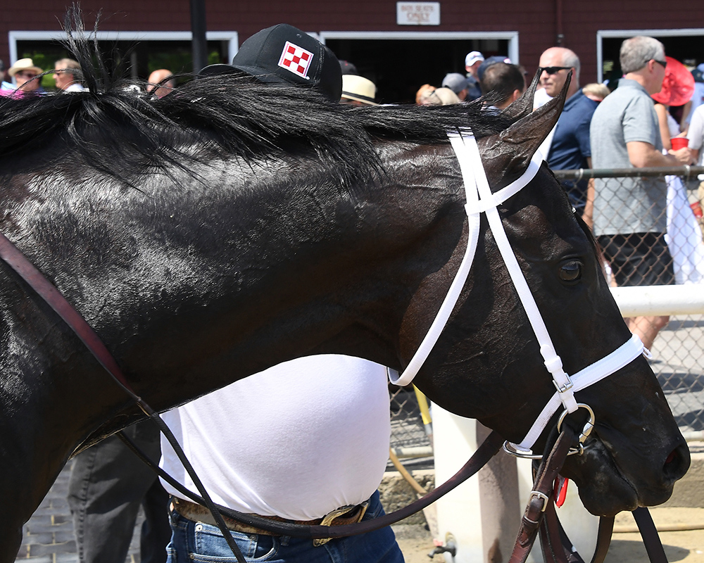 Illuminare (City of Light - I Still Miss You), part of Centennial Farms' 2022 Hamilton LLC Thoroughbred racing partnership, after winning an allowance at Saratoga Race Course with Irad Ortiz, Jr. aboard.