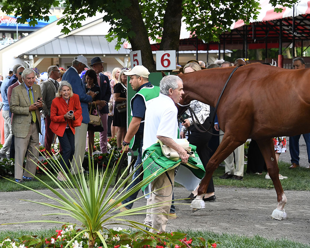 Antiquarian, owned by the Centennial Farms Thoroughbred racing partnership, before the Belmont Stakes at Saratoga Race Course.