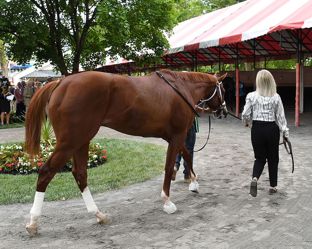 Antiquarian, owned by the Centennial Farms Thoroughbred racing partnership, before the Belmont Stakes at Saratoga Race Course.