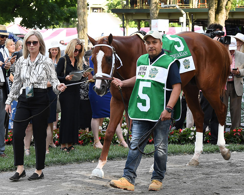 Antiquarian, owned by the Centennial Farms Thoroughbred racing partnership, before the Belmont Stakes at Saratoga Race Course.