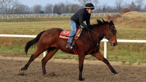 Imposter, a colt by Charlatan out of the Candy Ride mare Call Me Candy purchased at the Fasig-Tipton Saratoga Sale and available as the Congress Park LLC Thoroughbred racing partnership.
