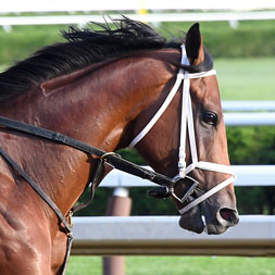 Makes Sense (Street Sense - Pure Poison) at Saratoga Race Course in July 2024.