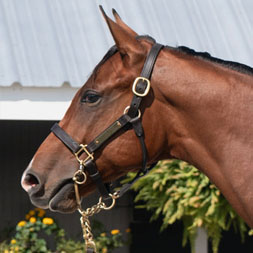 A City of Light - Majestic Union (Union Rags) colt purchased at the 2024 Keeneland September Sale and available as part of the Commonwealth, LLC Thoroughbred racing partnership.