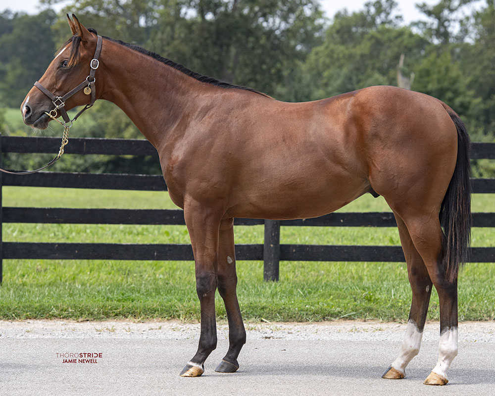 A City of Light - Majestic Union (Union Rags) colt purchased at the 2024 Keeneland September Sale and available as part of the Commonwealth, LLC Thoroughbred racing partnership.