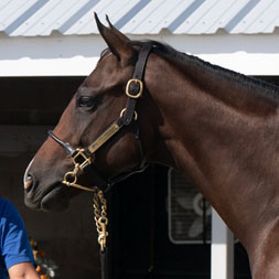 A Not This Time - Ib Prospecting (Mineshaft) colt purchased at the 2024 Keeneland September Sale and available as part of the Commonwealth, LLC Thoroughbred racing partnership.