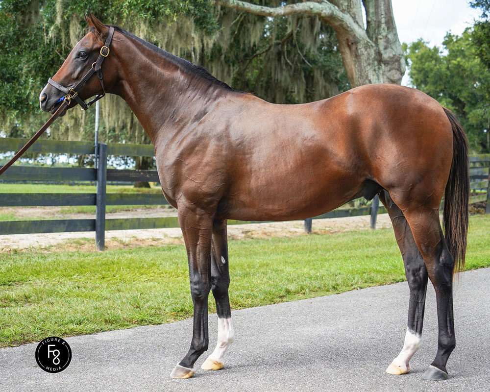 A Not This Time - Ib Prospecting (Mineshaft) colt purchased at the 2024 Keeneland September Sale and available as part of the Commonwealth, LLC Thoroughbred racing partnership.