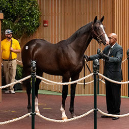 A Silver State - Firsthand Report (Blame) colt purchased at the 2024 Keeneland September Sale and available as part of the Commonwealth, LLC Thoroughbred racing partnership with sons of City of Light, Not This Time, and Yaupon.