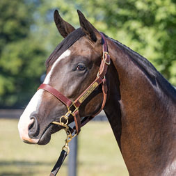 A Silver State - Firsthand Report (Blame) colt purchased at the 2024 Keeneland September Sale and available as part of the Commonwealth, LLC Thoroughbred racing partnership.